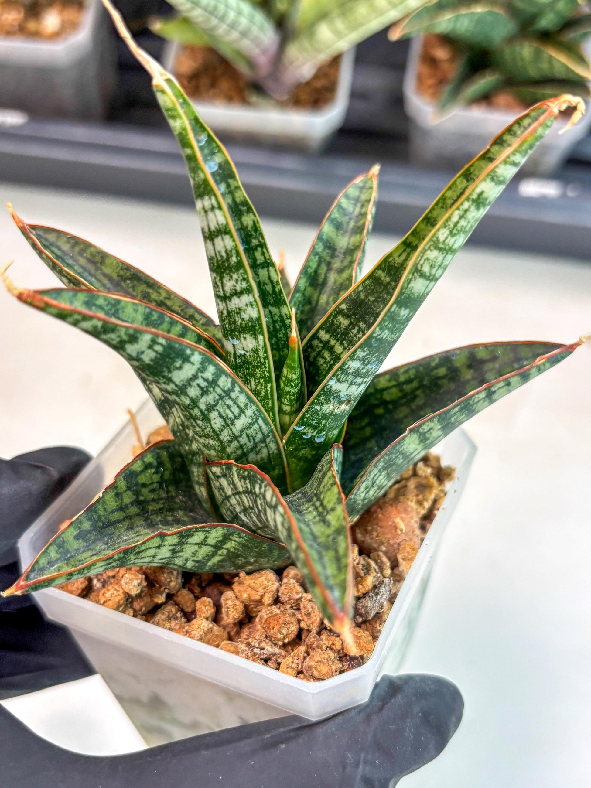 Sansevieria Samosir (ca5) (7) | Rare Import