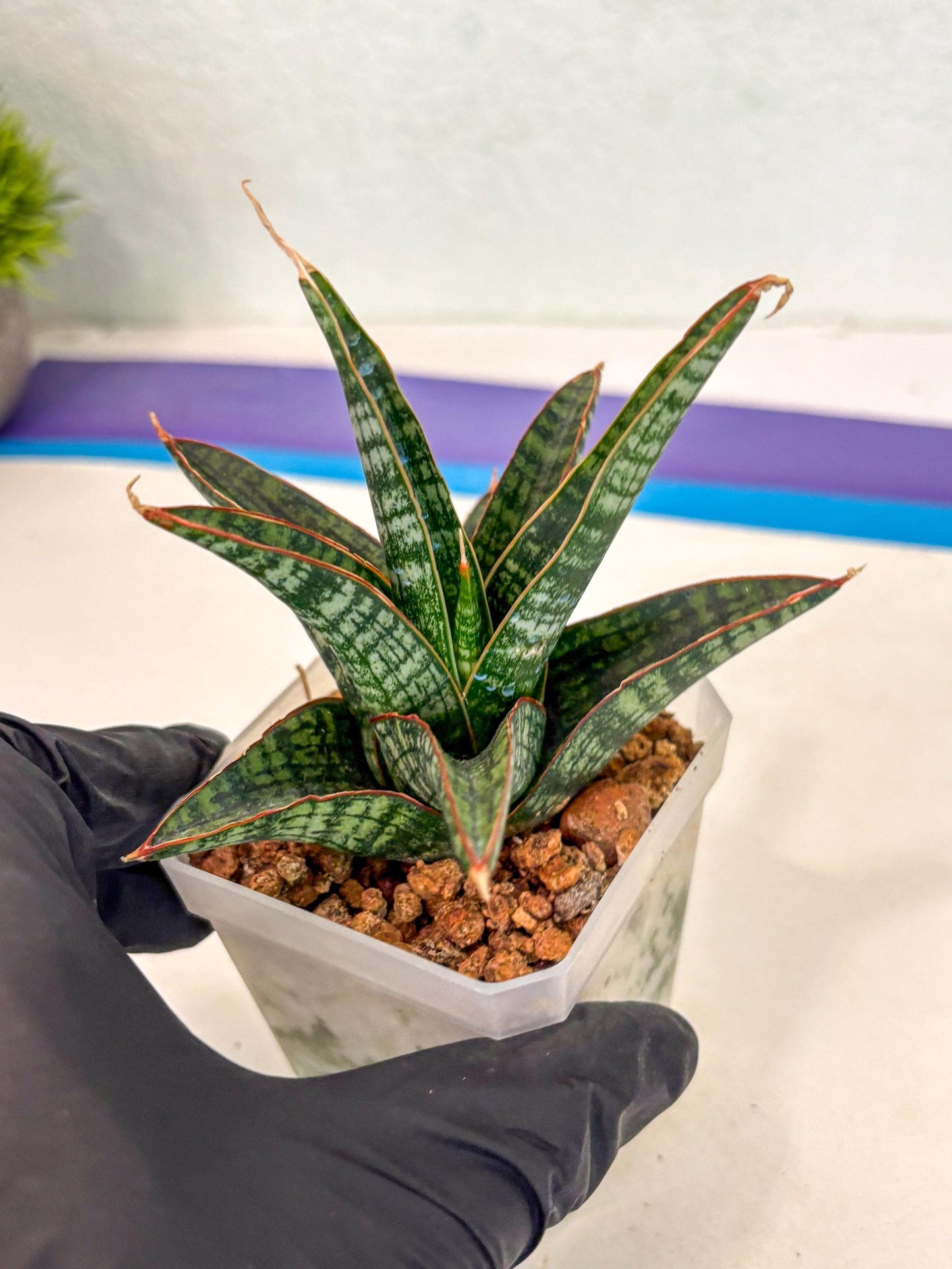 Sansevieria Samosir (ca5) (7) | Rare Import