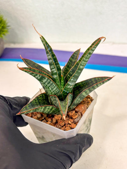Sansevieria Samosir (ca5) (7) | Rare Import