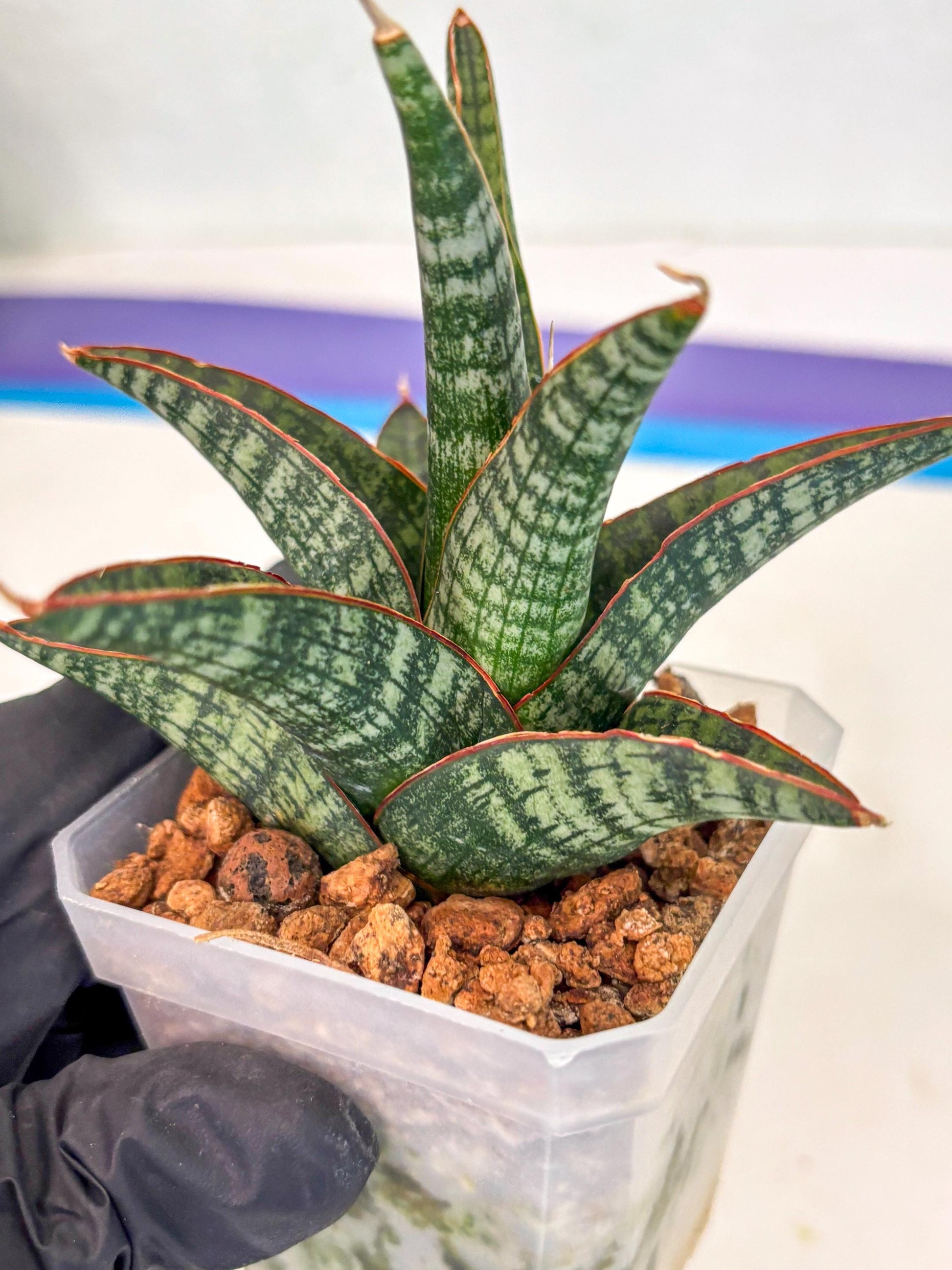 Sansevieria Samosir (ca5) (7) | Rare Import