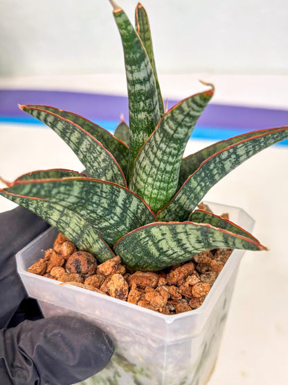 Sansevieria Samosir (ca5) (7) | Rare Import