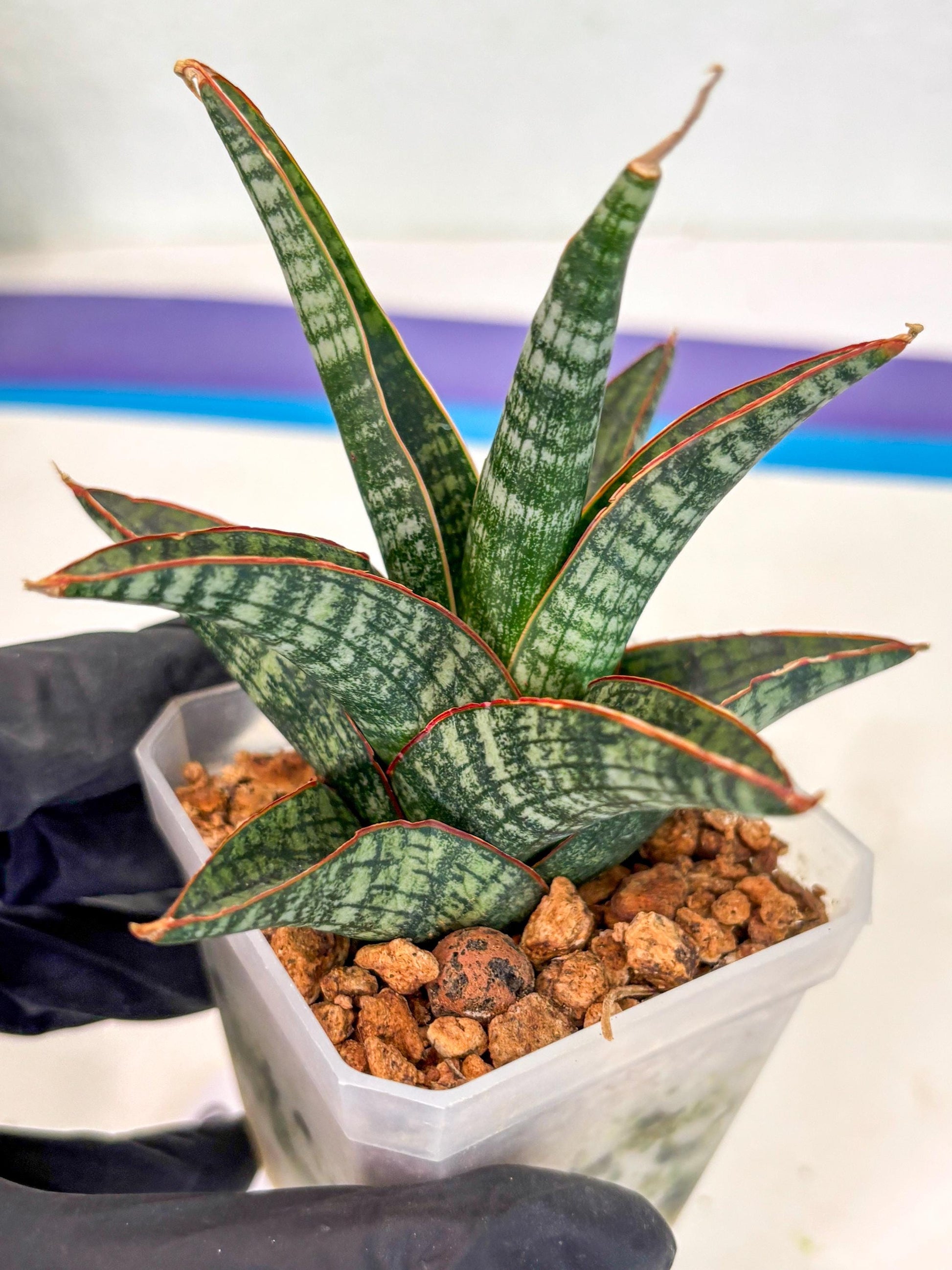 Sansevieria Samosir (ca5) (7) | Rare Import