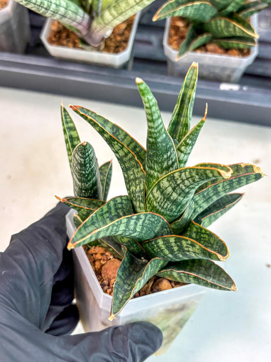 Sansevieria Samosir (ca5) (8) | Rare Import