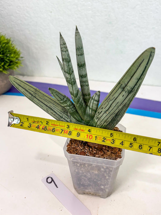 Sansevieria Silver Giant (ca5) (9) | Rare Import