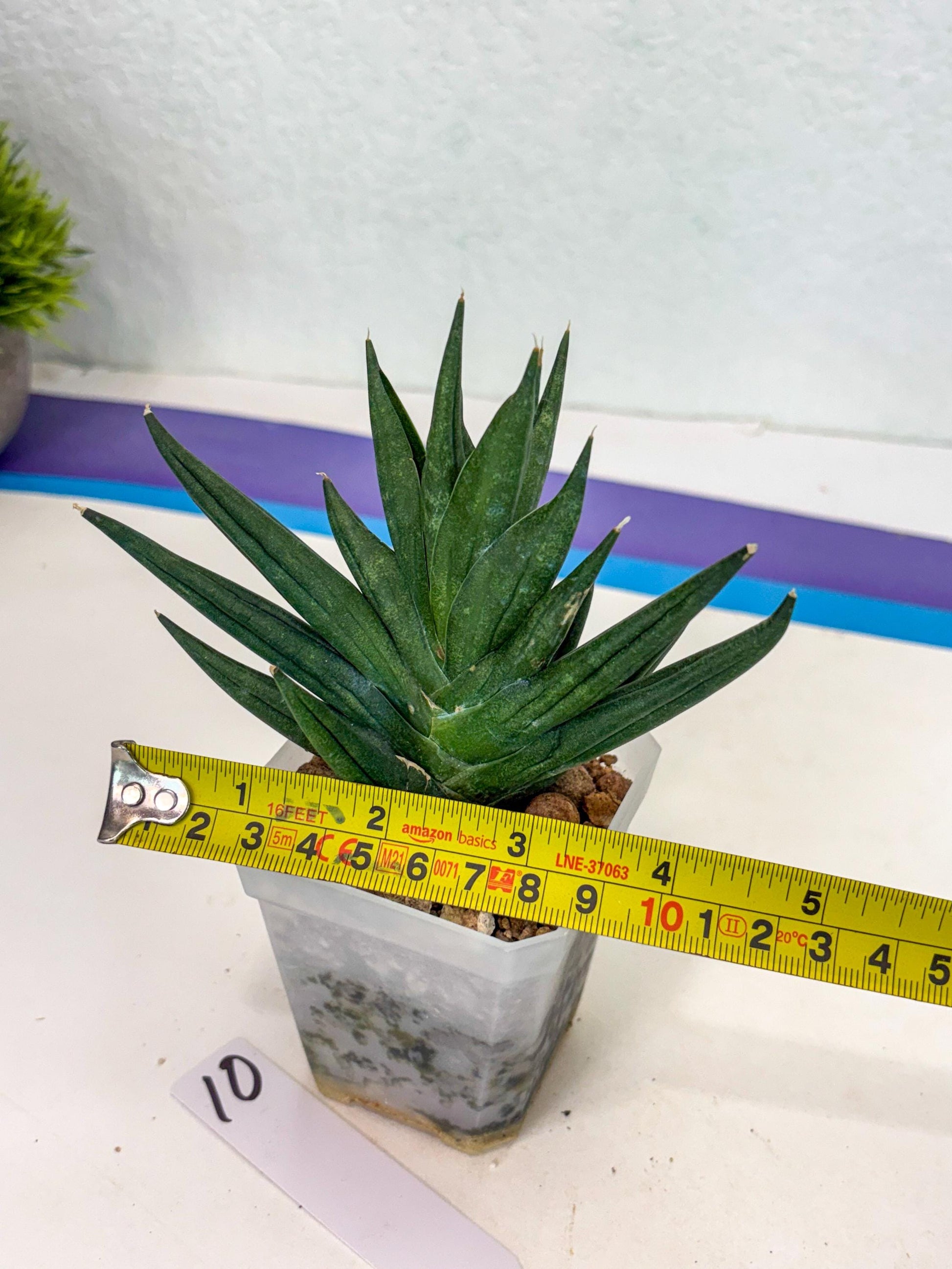 Sansevieria Godzilla (ca5) (10) | Rare Import