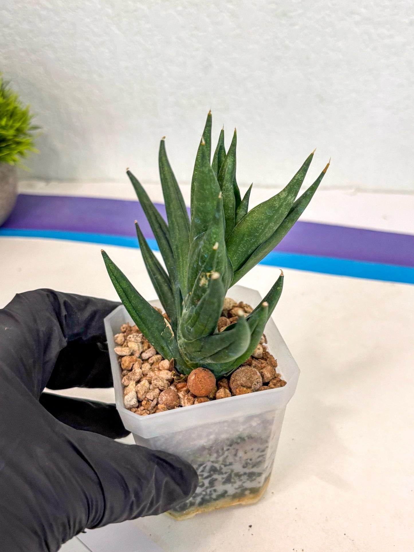 Sansevieria Godzilla (ca5) (10) | Rare Import