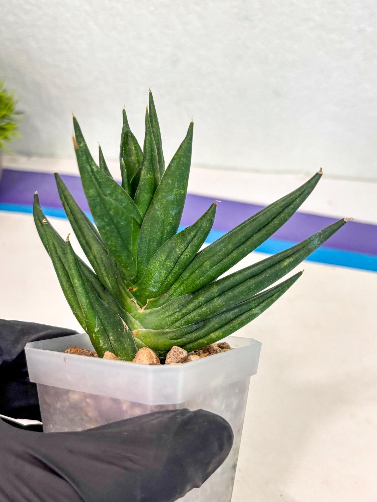 Sansevieria Godzilla (ca5) (10) | Rare Import