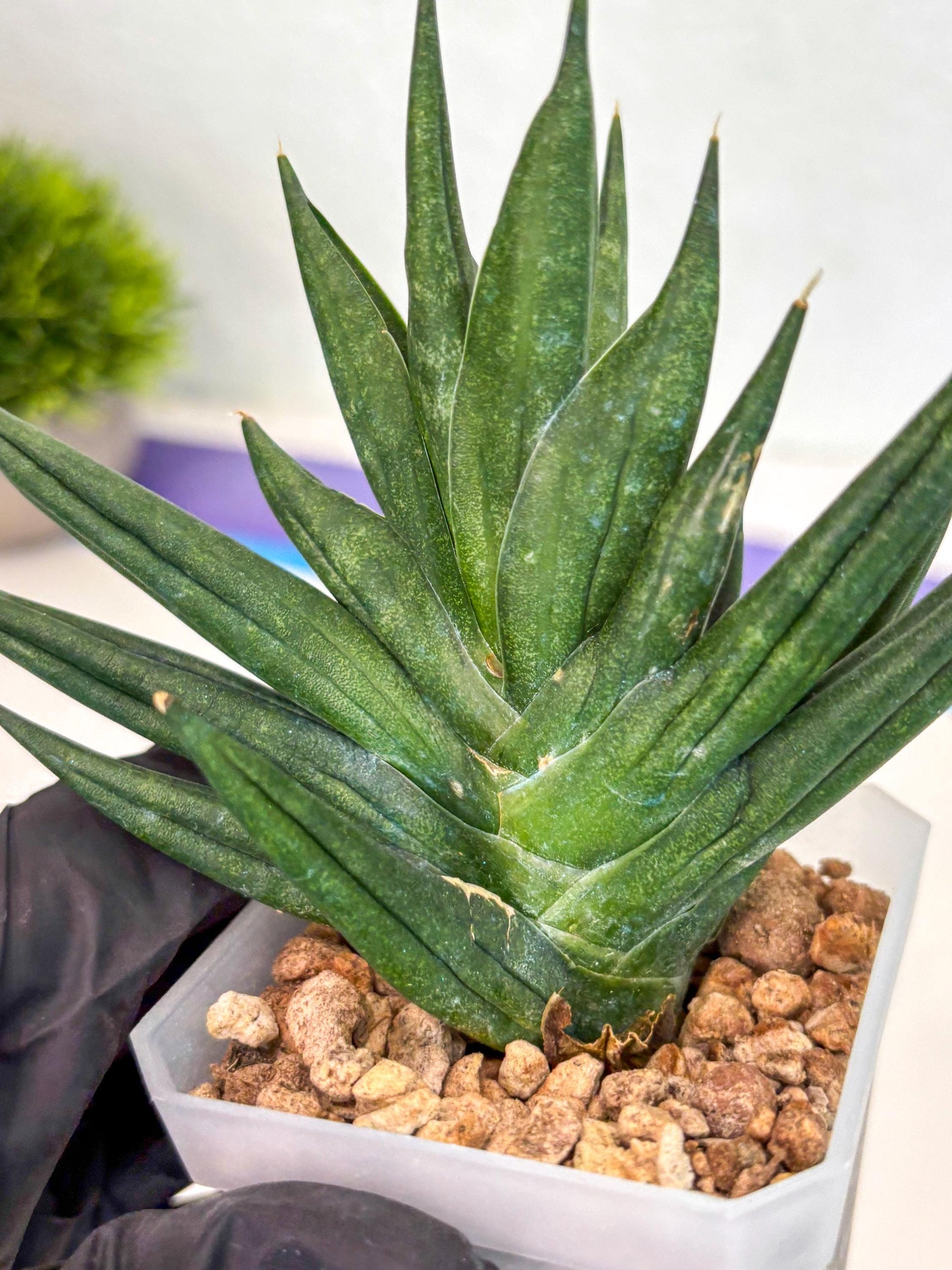 Sansevieria Godzilla (ca5) (10) | Rare Import