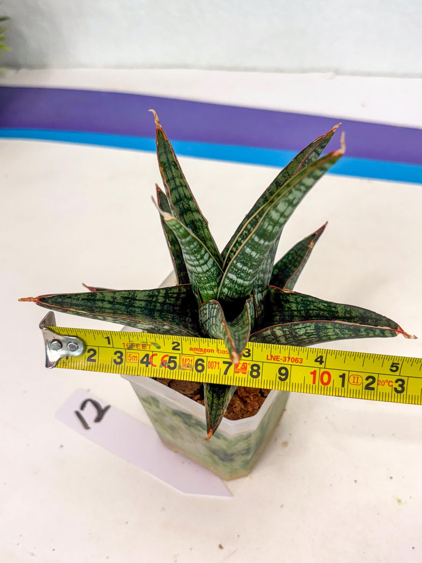 Sansevieria Samosir (ca5) (12) | Rare Import