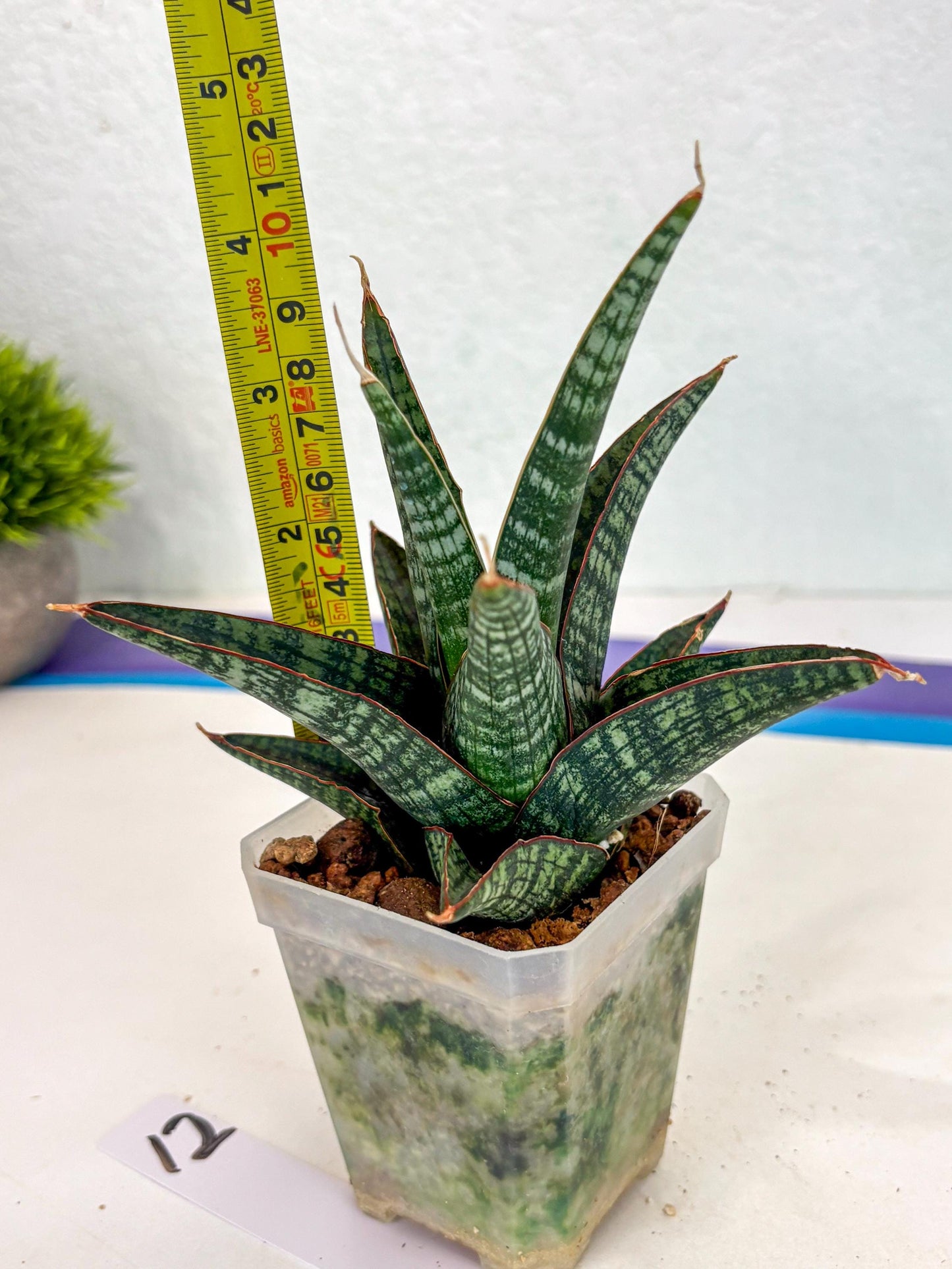Sansevieria Samosir (ca5) (12) | Rare Import