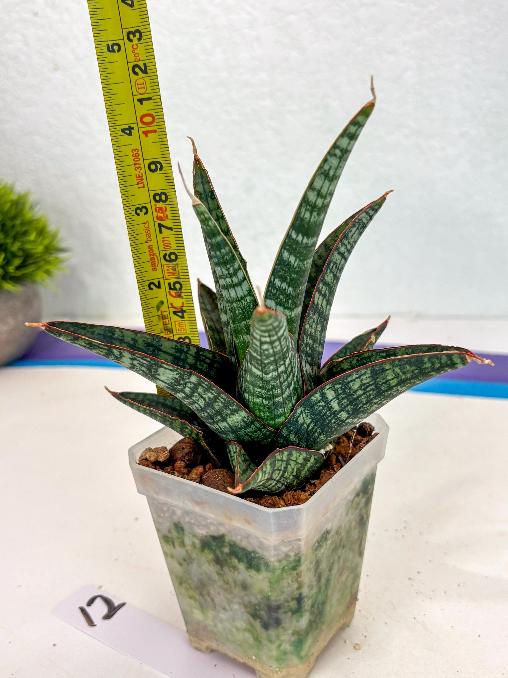 Sansevieria Samosir (ca5) (12) | Rare Import