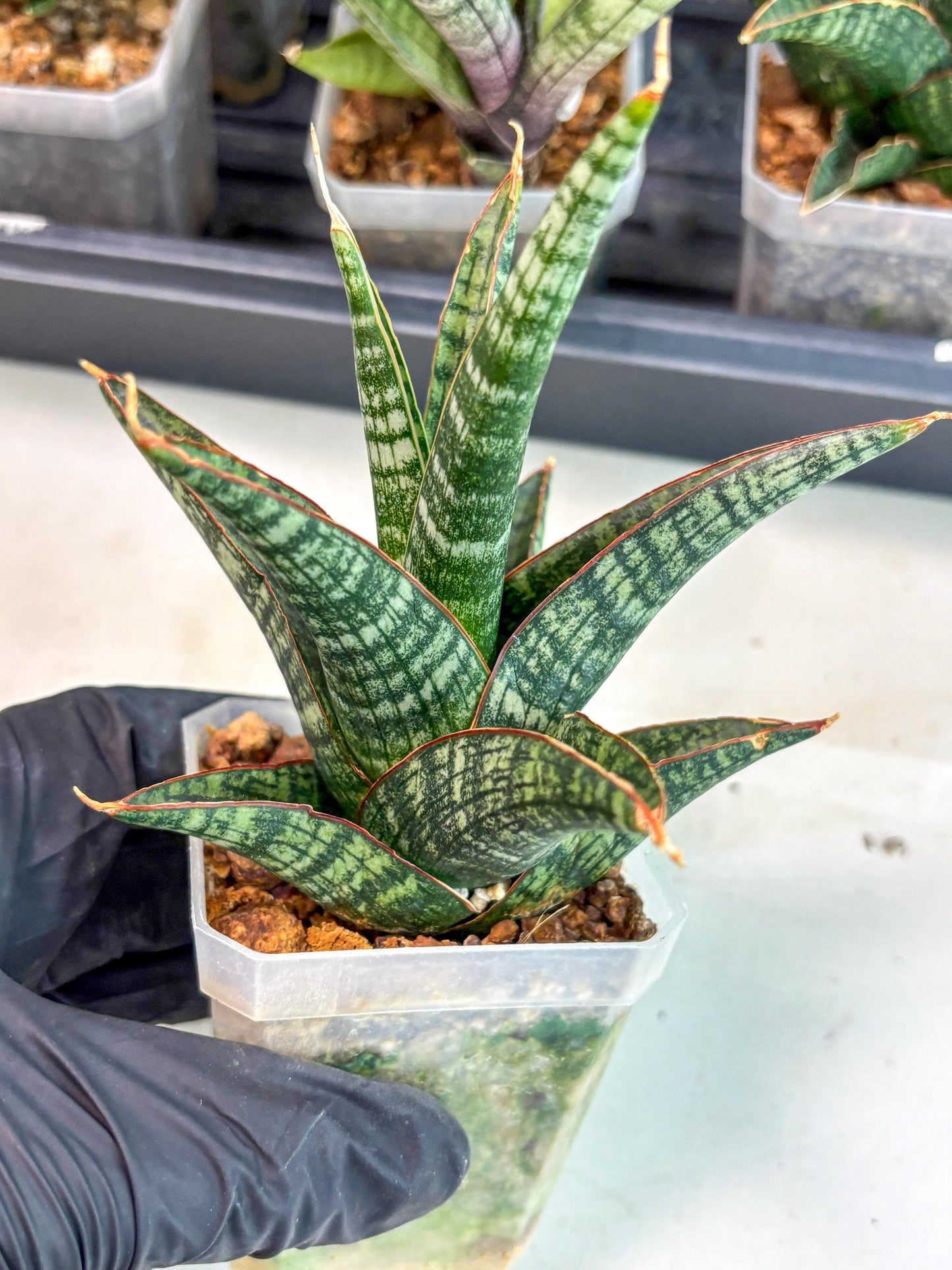Sansevieria Samosir (ca5) (12) | Rare Import