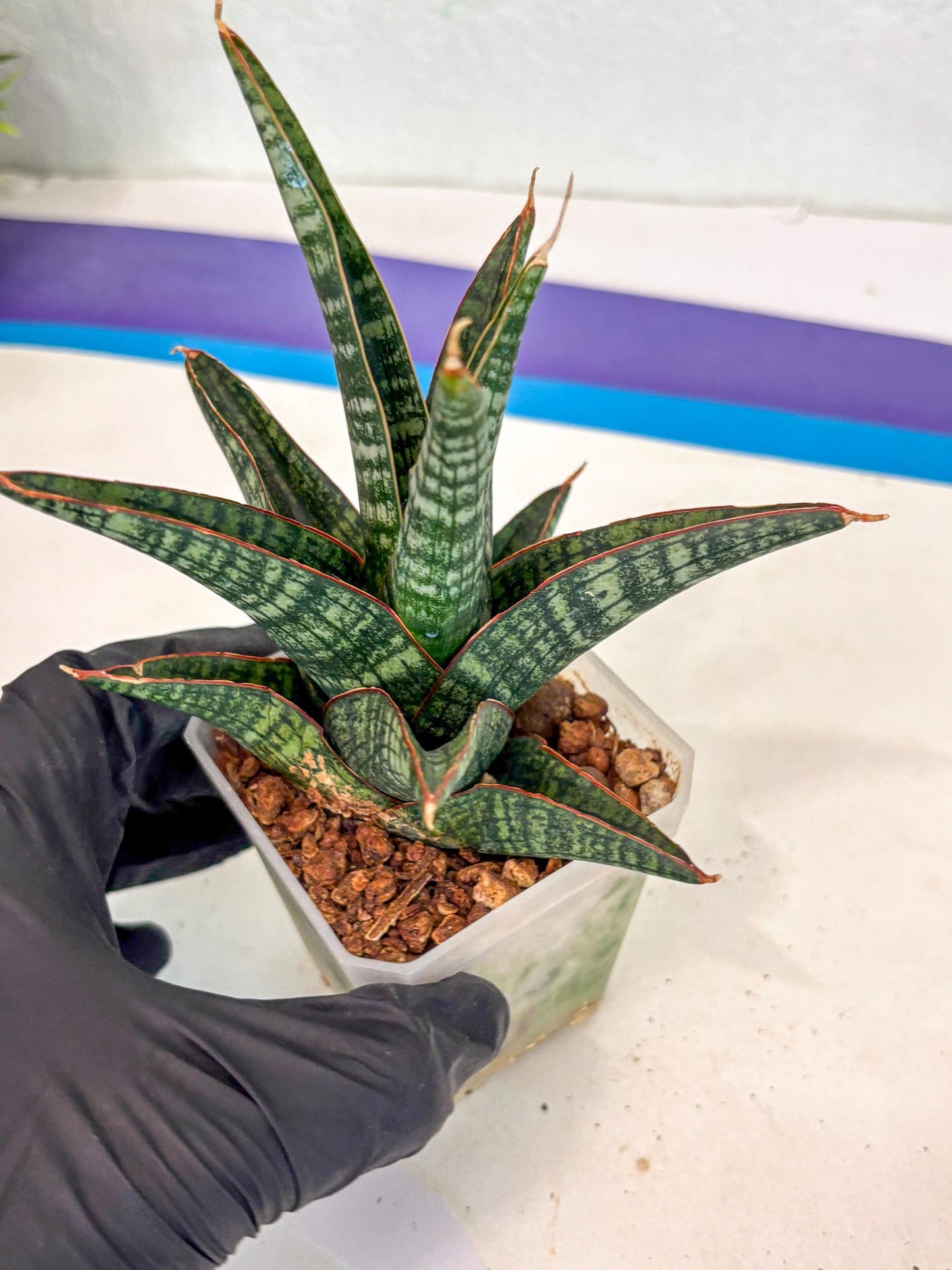 Sansevieria Samosir (ca5) (12) | Rare Import