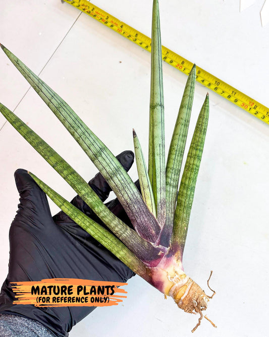 Sansevieria Red Cheek (ca5) (14) | Rare Import