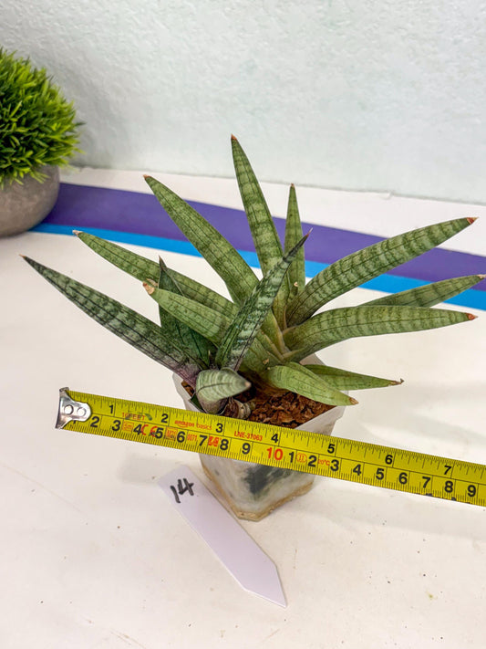 Sansevieria Red Cheek (ca5) (14) | Rare Import