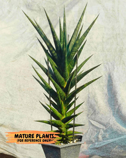 Sansevieria Manny Pacquiao (ca5) (15) | Rare Import