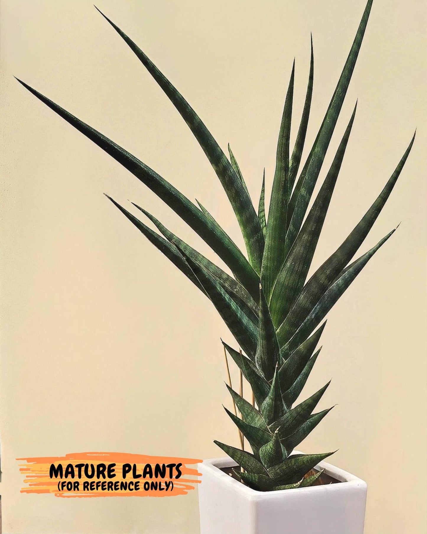 Sansevieria Manny Pacquiao (ca5) (15) | Rare Import
