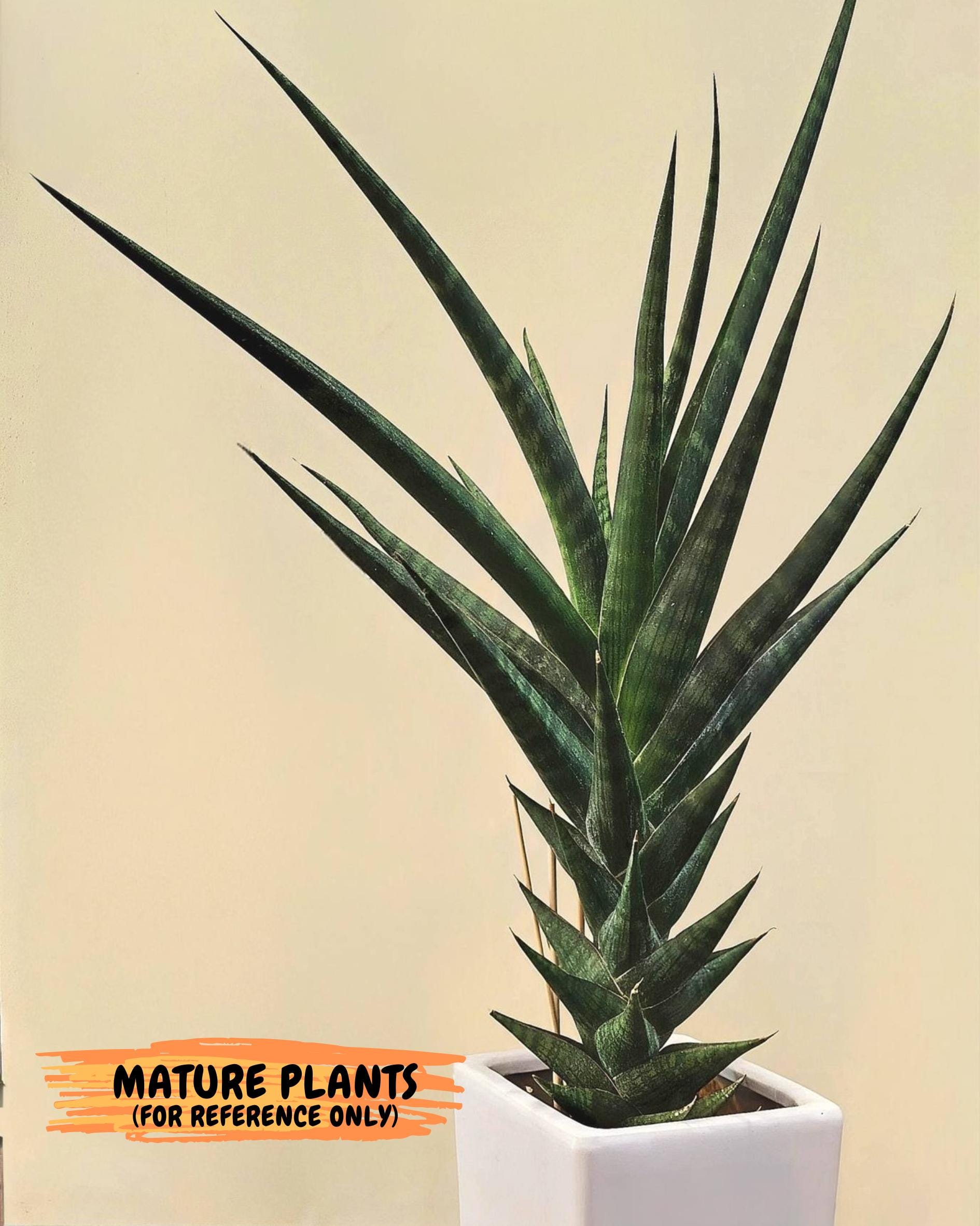 Sansevieria Manny Pacquiao (ca5) (15) | Rare Import