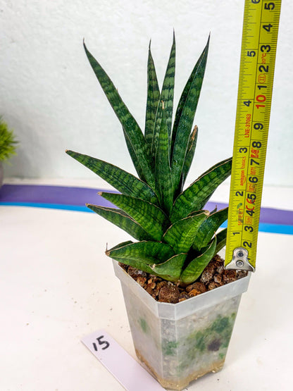 Sansevieria Manny Pacquiao (ca5) (15) | Rare Import