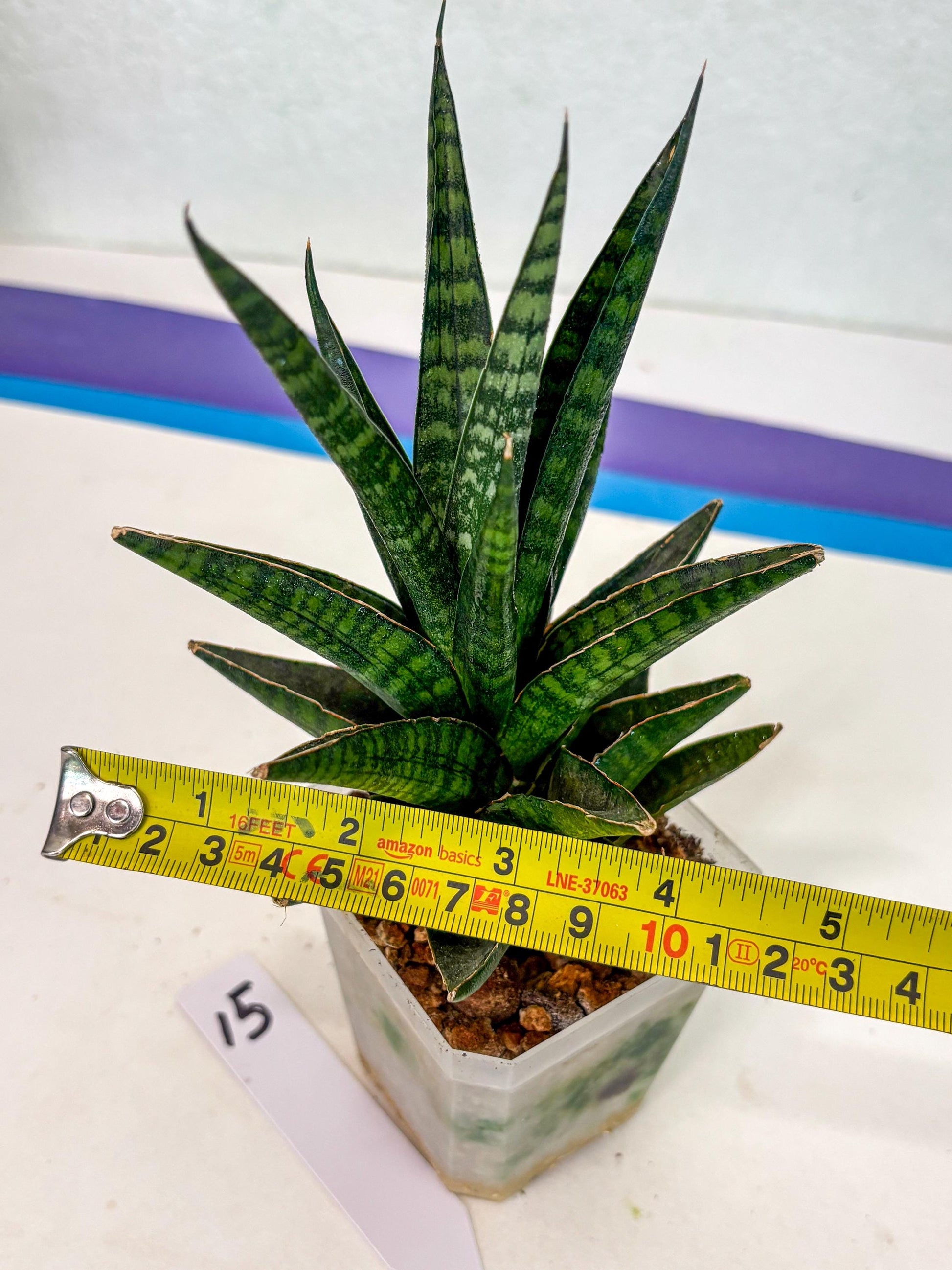 Sansevieria Manny Pacquiao (ca5) (15) | Rare Import
