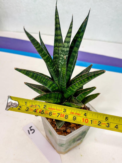 Sansevieria Manny Pacquiao (ca5) (15) | Rare Import