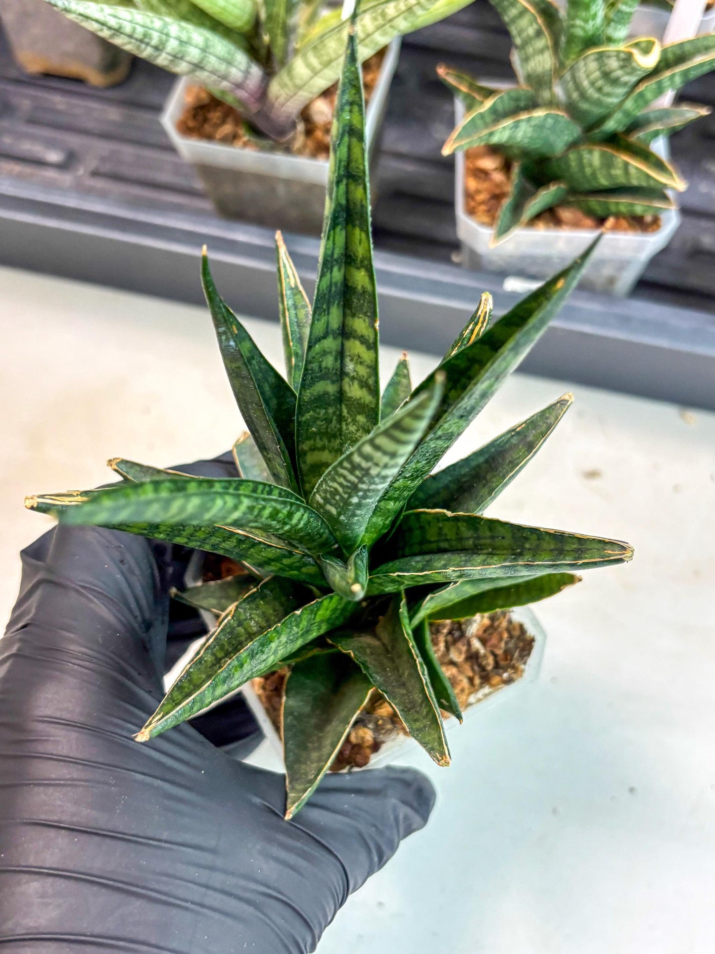Sansevieria Manny Pacquiao (ca5) (15) | Rare Import