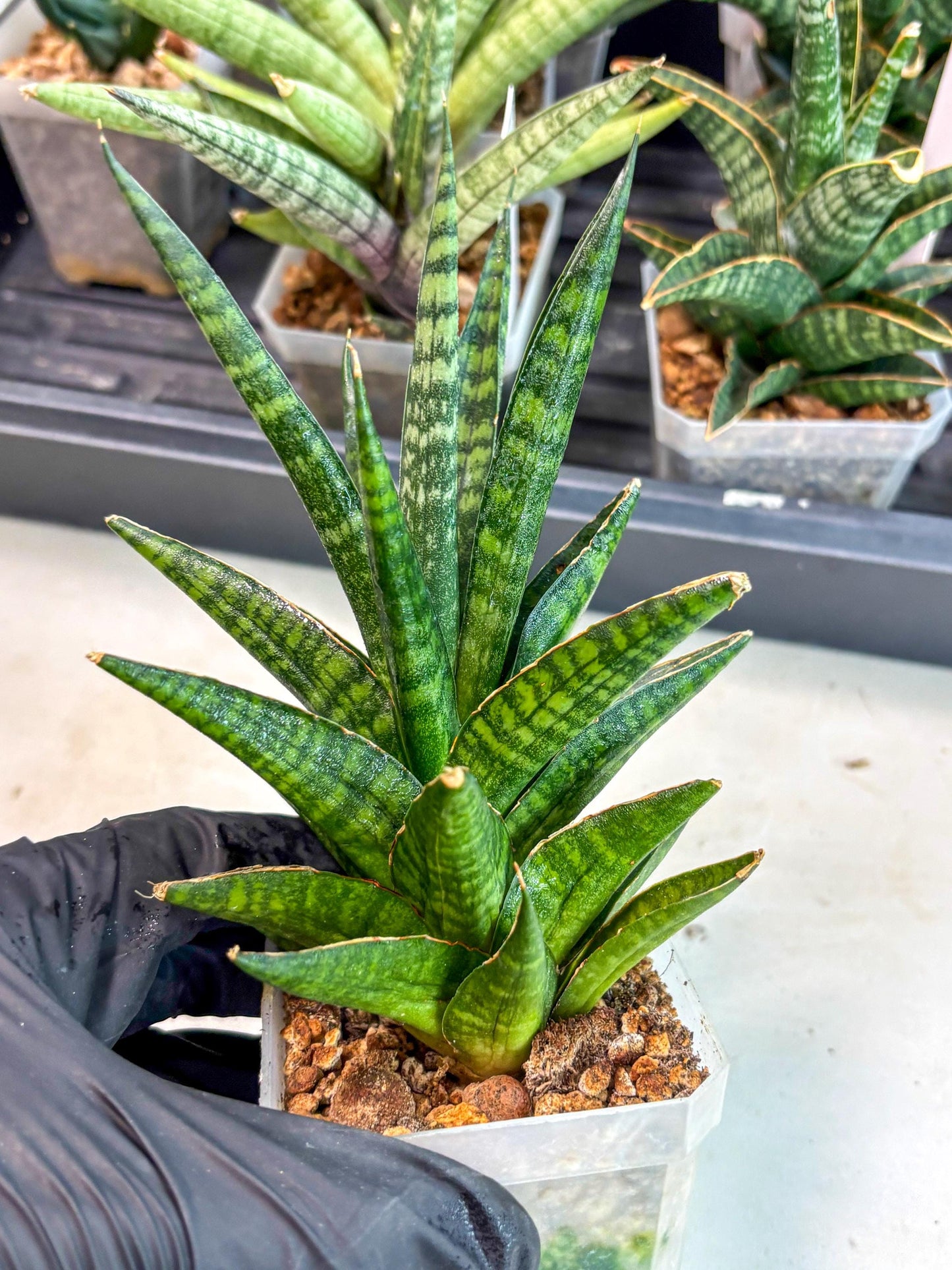 Sansevieria Manny Pacquiao (ca5) (15) | Rare Import