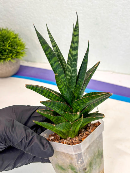Sansevieria Manny Pacquiao (ca5) (15) | Rare Import