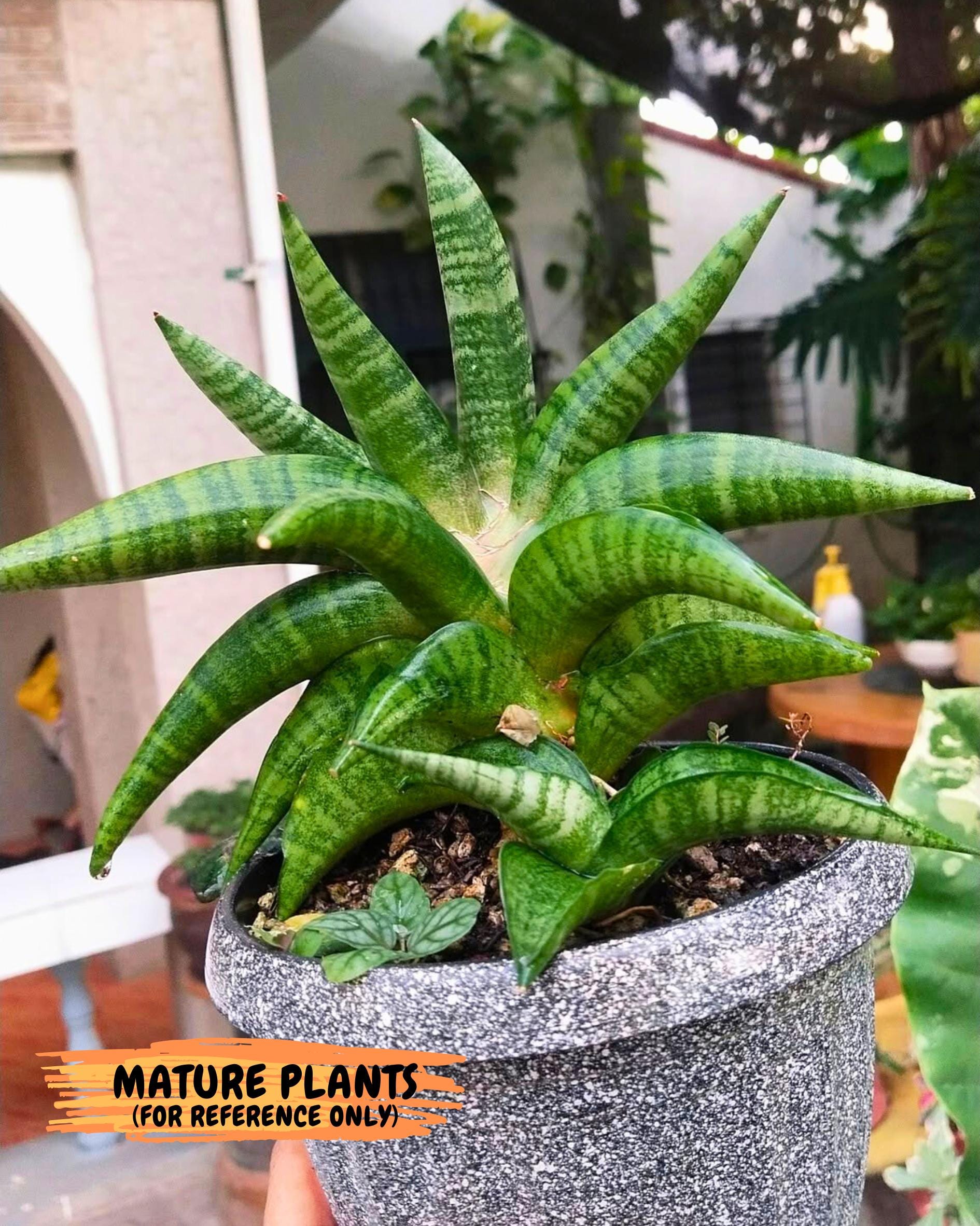 Sansevieria Fighter (ca6) (1) | Imported House Plant