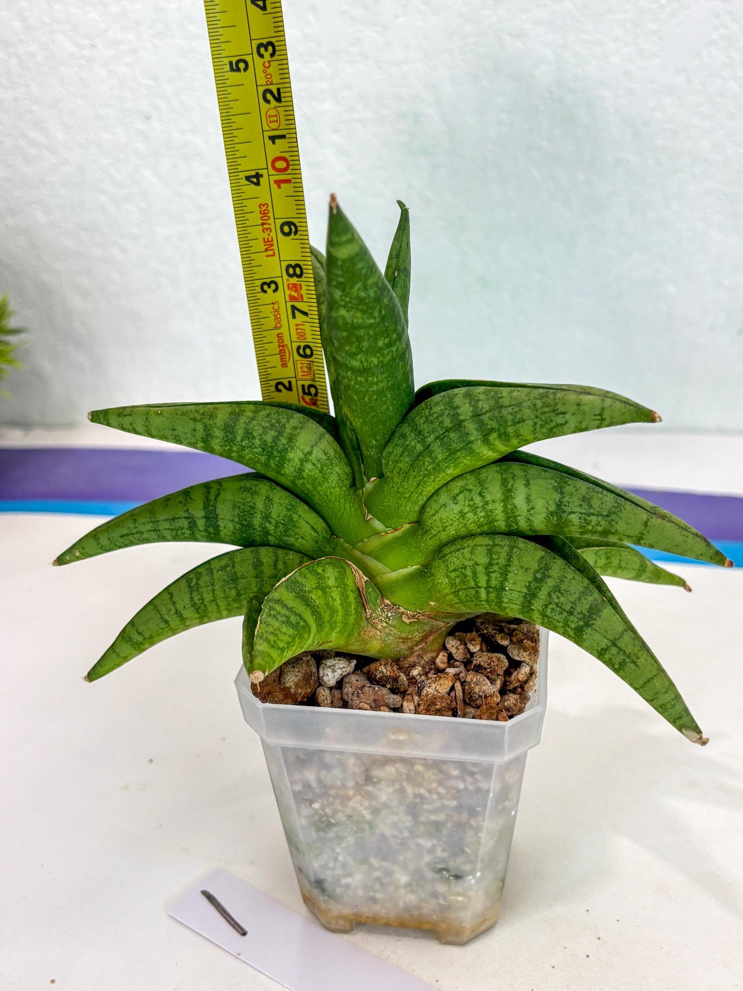 Sansevieria Fighter (ca6) (1) | Imported House Plant