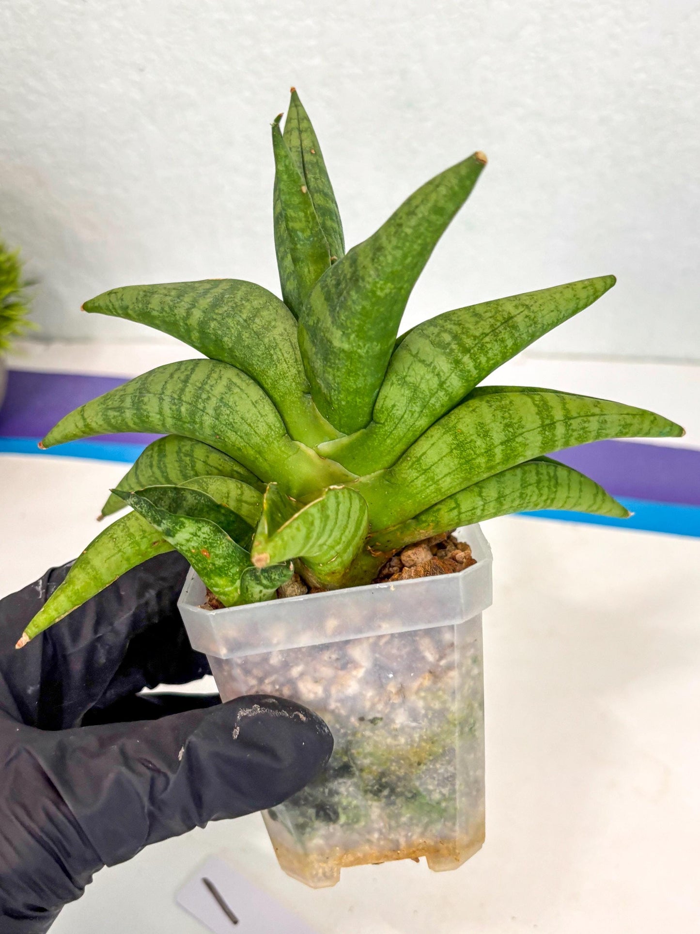 Sansevieria Fighter (ca6) (1) | Imported House Plant