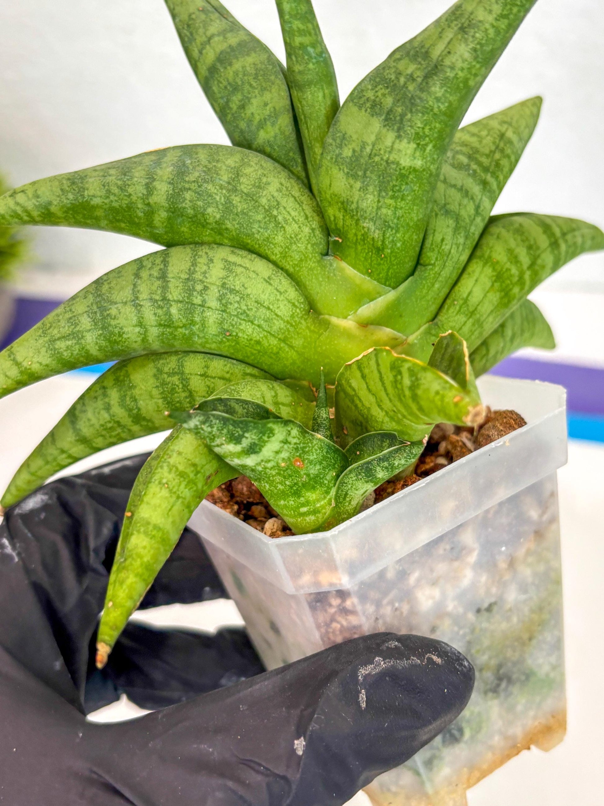 Sansevieria Fighter (ca6) (1) | Imported House Plant