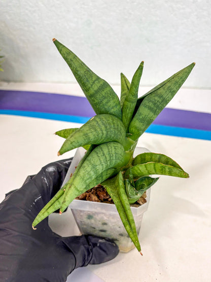 Sansevieria Fighter (ca6) (1) | Imported House Plant