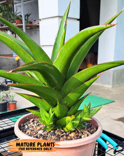 Sansevieria Maya (xL1) (16) | sale