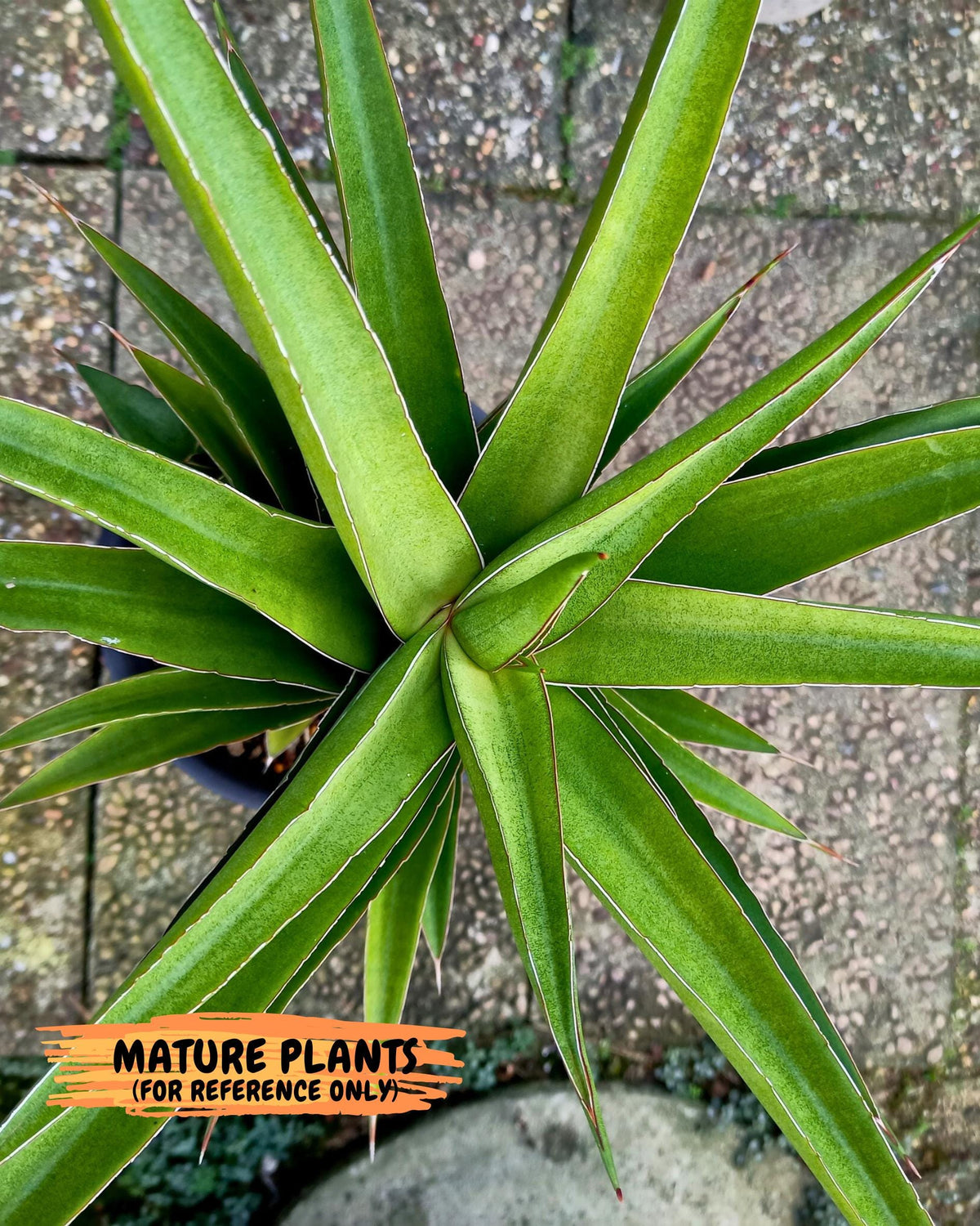 Sansevieria Maya (xL1) (16) | sale