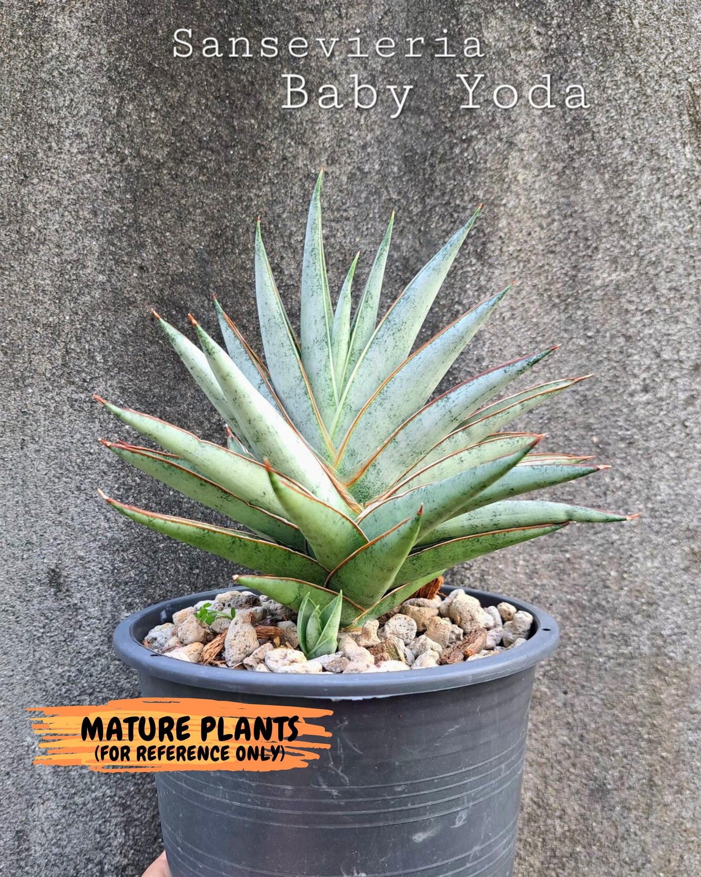 Sansevieria Baby Yoda (ca5) (p) | Dwarf hybrid