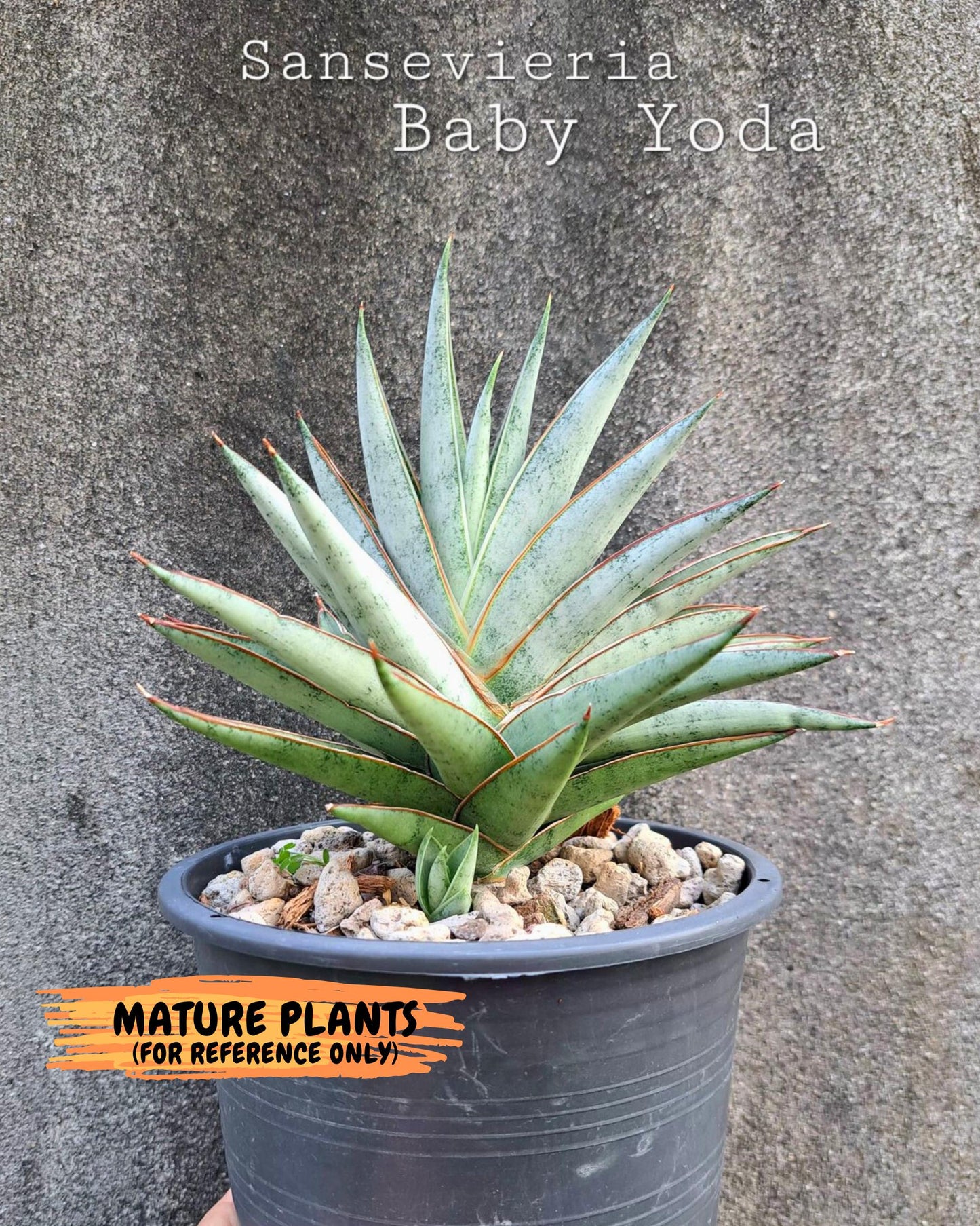 Sansevieria Baby Yoda (ca5) (o) | Dwarf hybrid