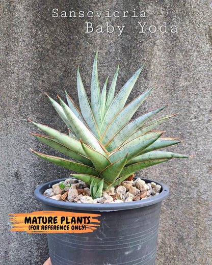 Sansevieria Baby Yoda (ca5) (o) | Dwarf hybrid
