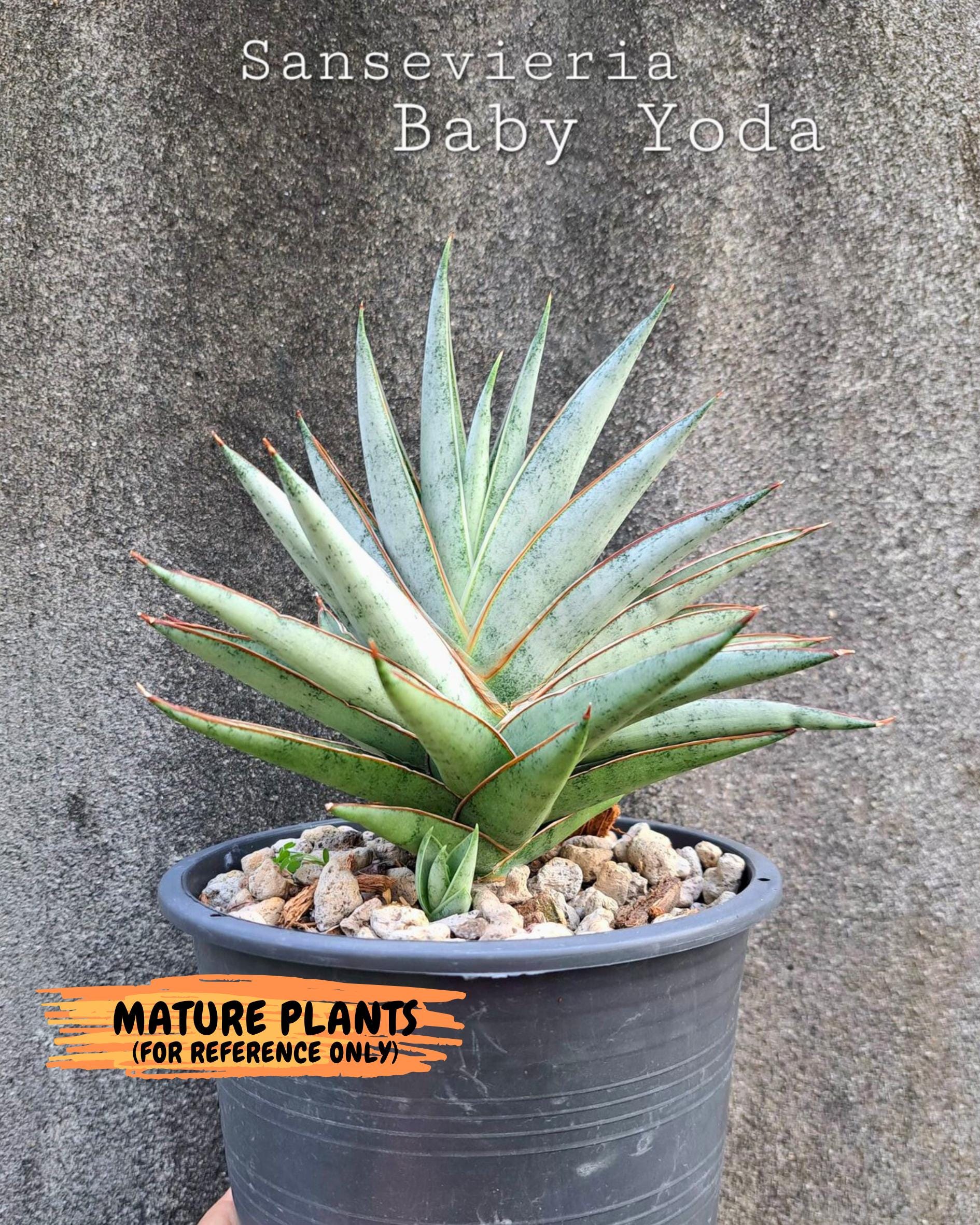 Sansevieria Baby Yoda (ca5) (r) | Dwarf hybrid