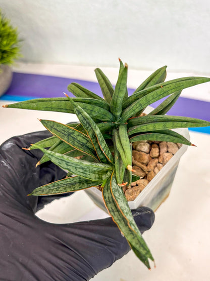 Sansevieria Thousand Blue (ca6) (10) | Imported House Plant