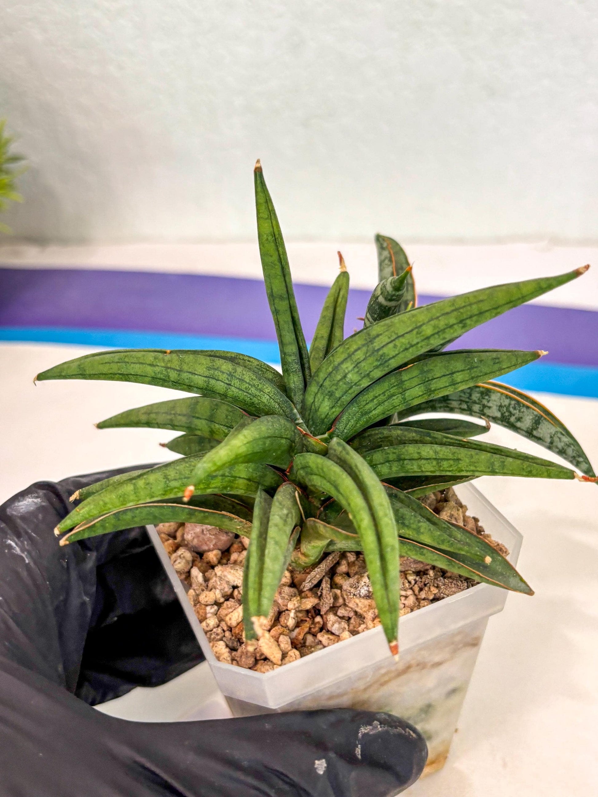 Sansevieria Thousand Blue (ca6) (10) | Imported House Plant