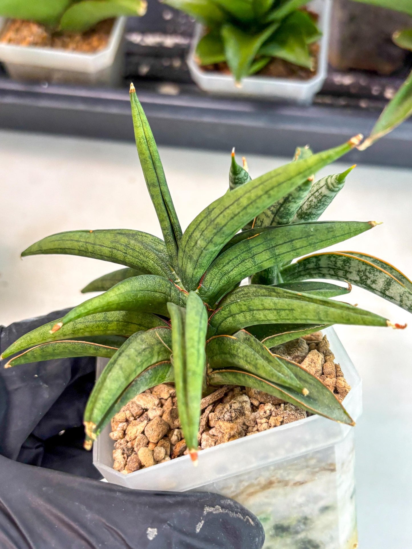 Sansevieria Thousand Blue (ca6) (10) | Imported House Plant