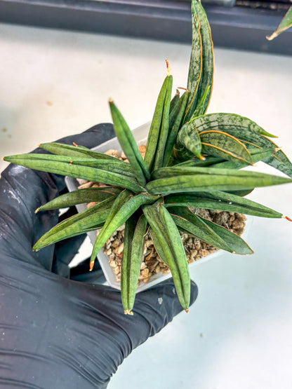 Sansevieria Thousand Blue (ca6) (10) | Imported House Plant
