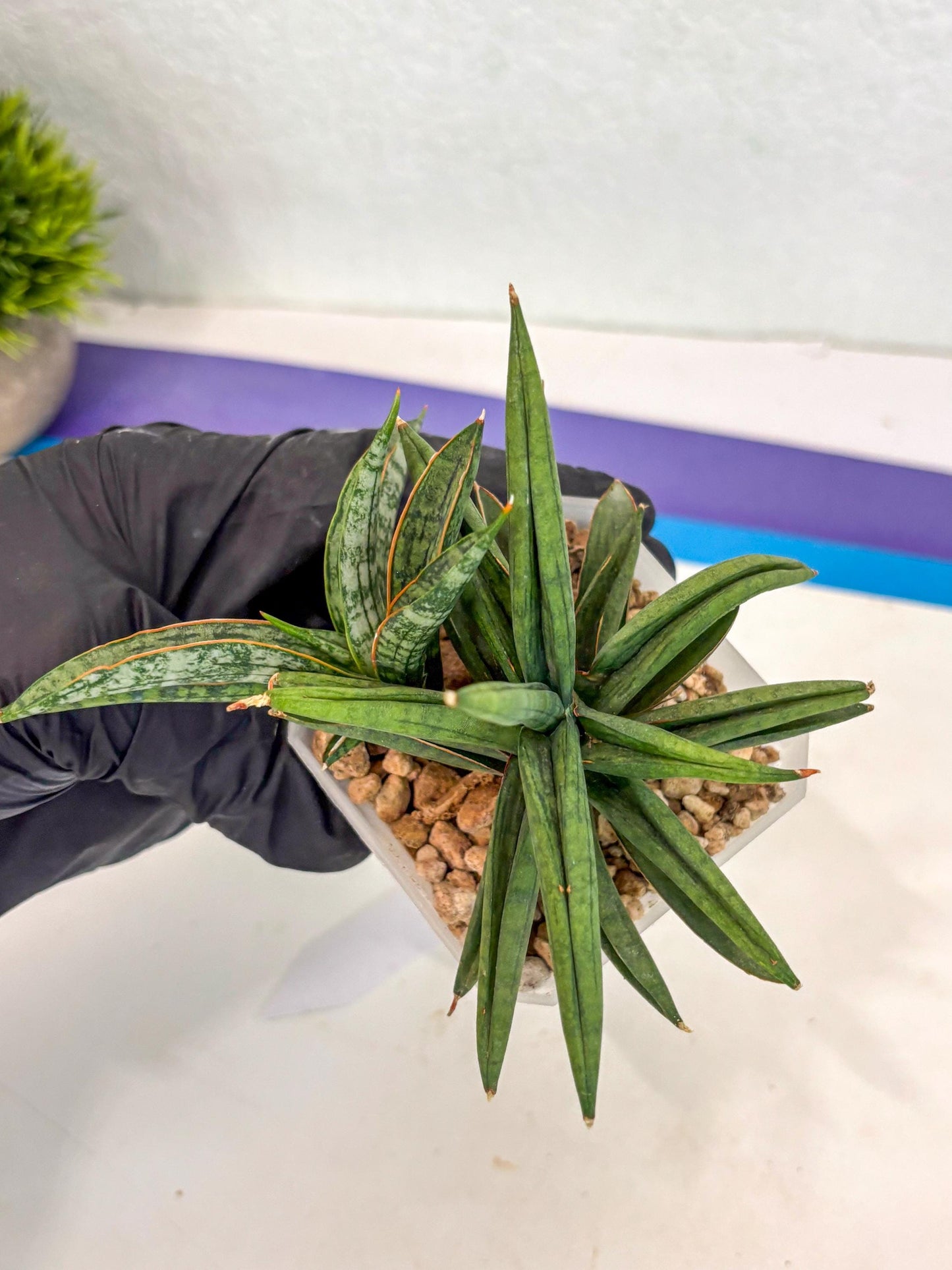 Sansevieria Thousand Blue (ca6) (10) | Imported House Plant
