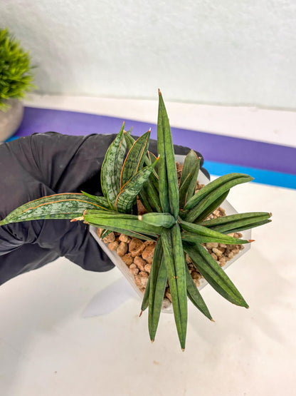 Sansevieria Thousand Blue (ca6) (10) | Imported House Plant