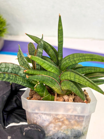 Sansevieria Thousand Blue (ca6) (10) | Imported House Plant