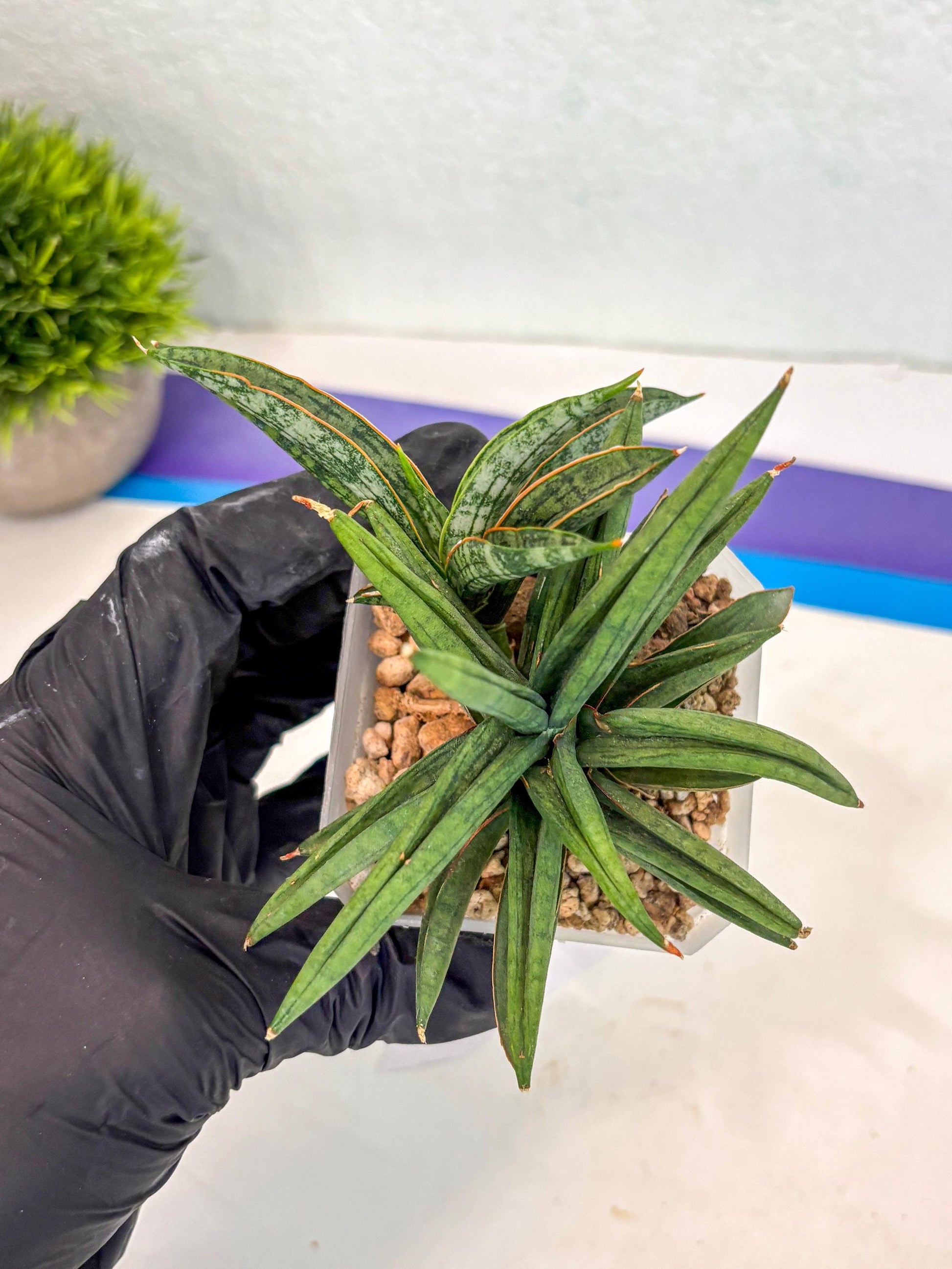 Sansevieria Thousand Blue (ca6) (10) | Imported House Plant