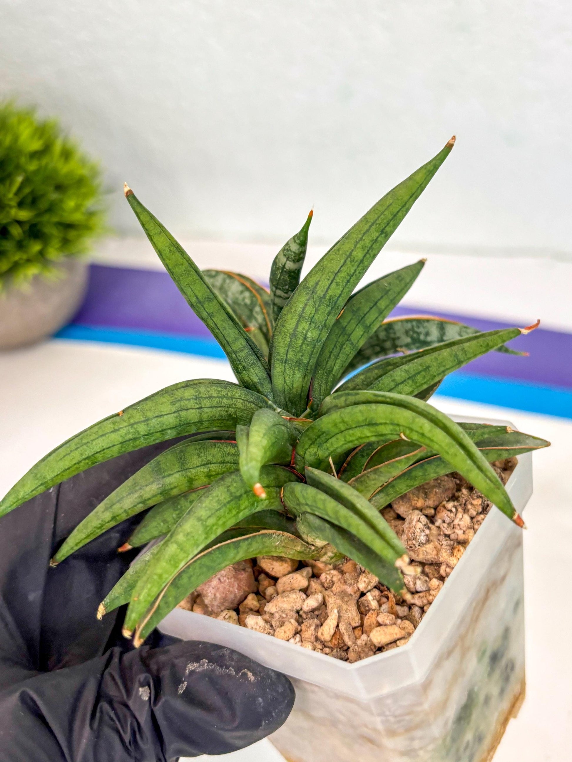 Sansevieria Thousand Blue (ca6) (10) | Imported House Plant