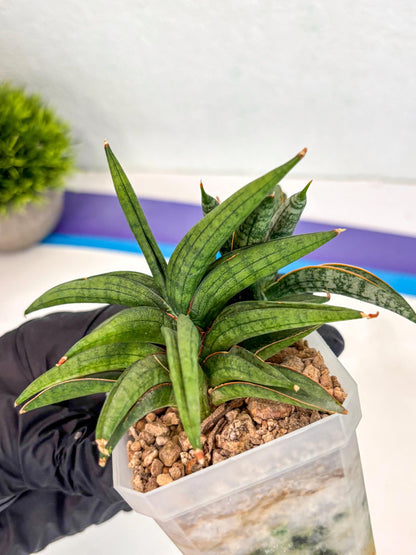 Sansevieria Thousand Blue (ca6) (10) | Imported House Plant