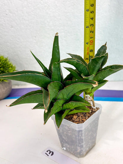 Sansevieria Maya (ca6) (13) | Small DMG